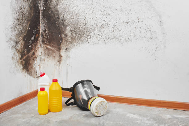Best Best Mold Removal Companies  in Jacinto City, TX