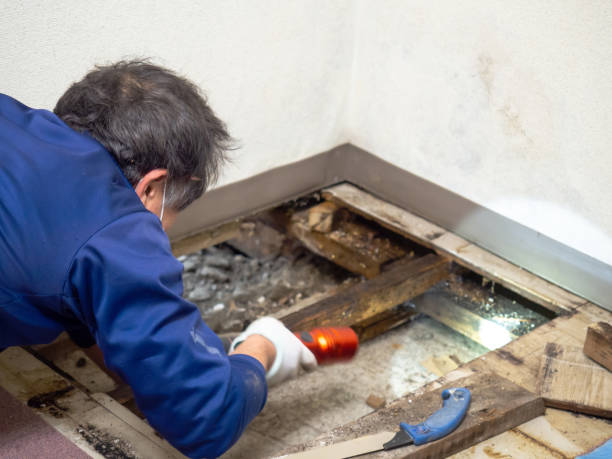 Mold Removal and Inspection in Jacinto City, TX