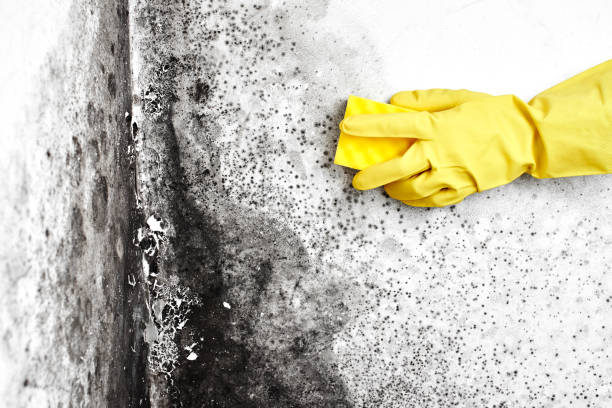 Best Same-Day Mold Removal  in Jacinto City, TX