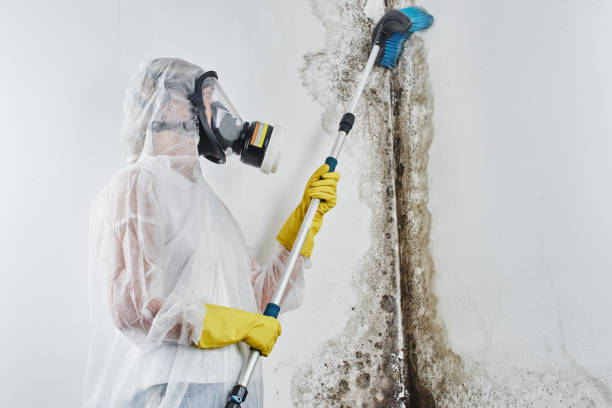 Best Mold Damage Repair  in Jacinto City, TX
