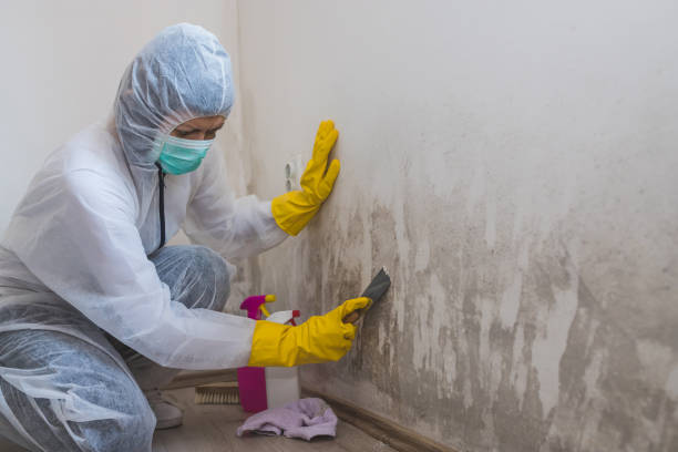 Best Mold Removal Company Near Me  in Jacinto City, TX