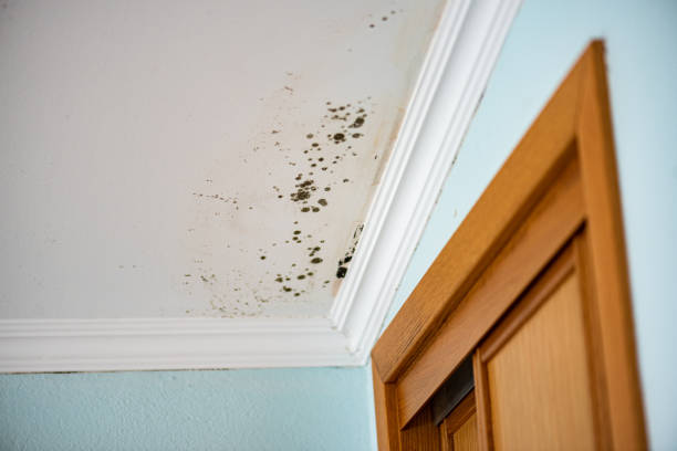 Best Toxic Mold Removal  in Jacinto City, TX