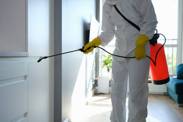Best Best Mold Removal Companies  in Jacinto City, TX