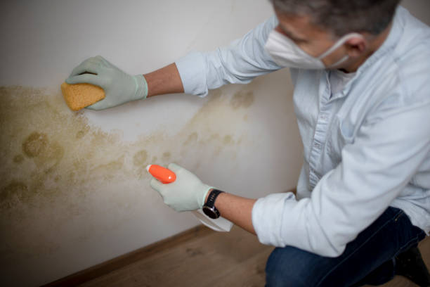 Best Toxic Mold Removal  in Jacinto City, TX