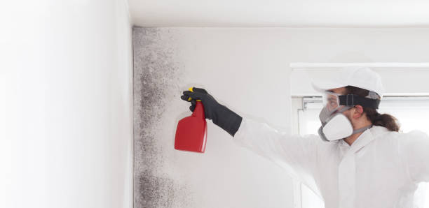 Mold Testing and Removal in Jacinto City, TX