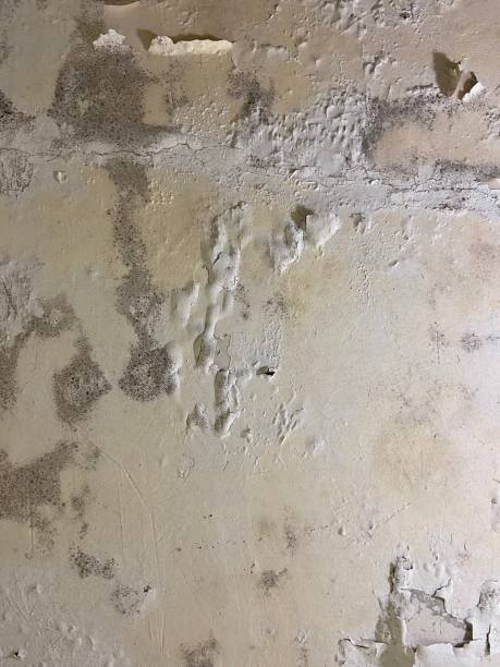 Best Home Mold Removal  in Jacinto City, TX