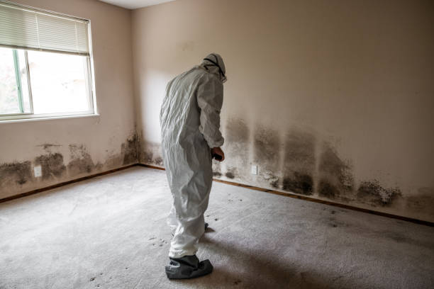 Best Black Mold Removal  in Jacinto City, TX