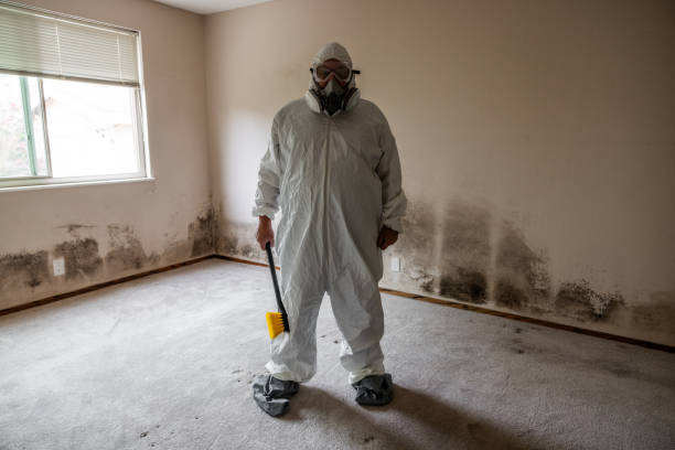 Best Office Mold Removal Services  in Jacinto City, TX