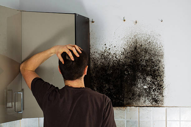 Best Mold Cleaning Services  in Jacinto City, TX