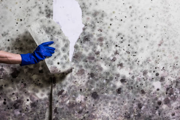 Best Mold Testing  in Jacinto City, TX