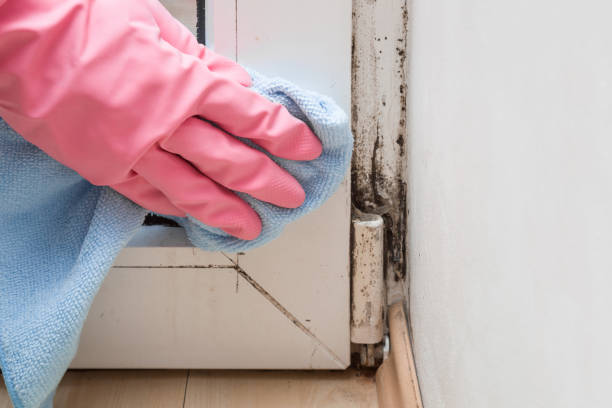 Best Mold Remediation  in Jacinto City, TX