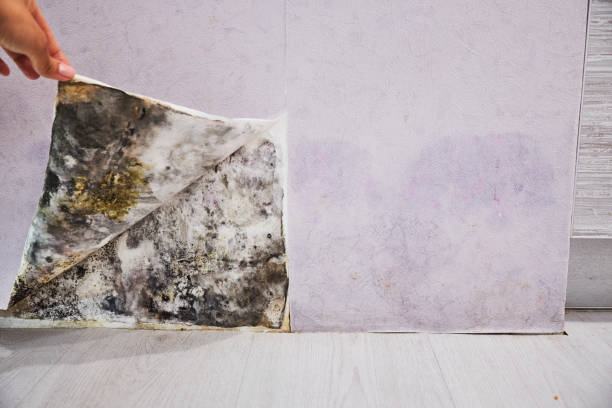 Best Mold Removal Near Me  in Jacinto City, TX